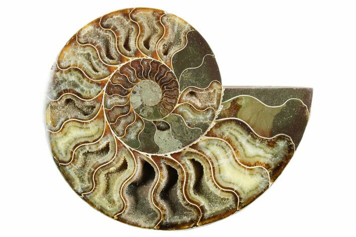 Cut & Polished Ammonite Fossil (Half) - Madagascar #347543